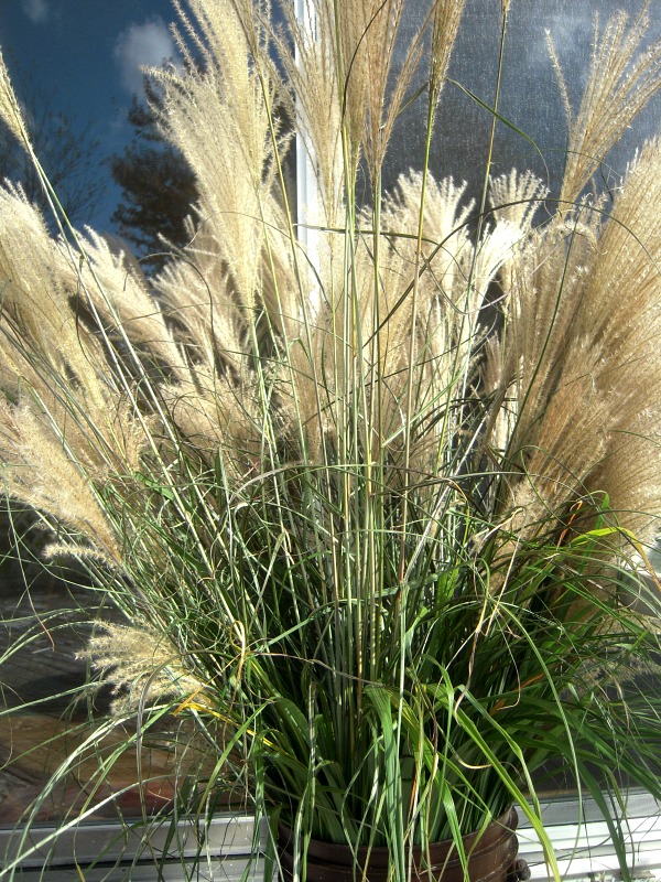 A Bucket of Pampas Grass for Home Decor :: AnExtraordinaryDay.net