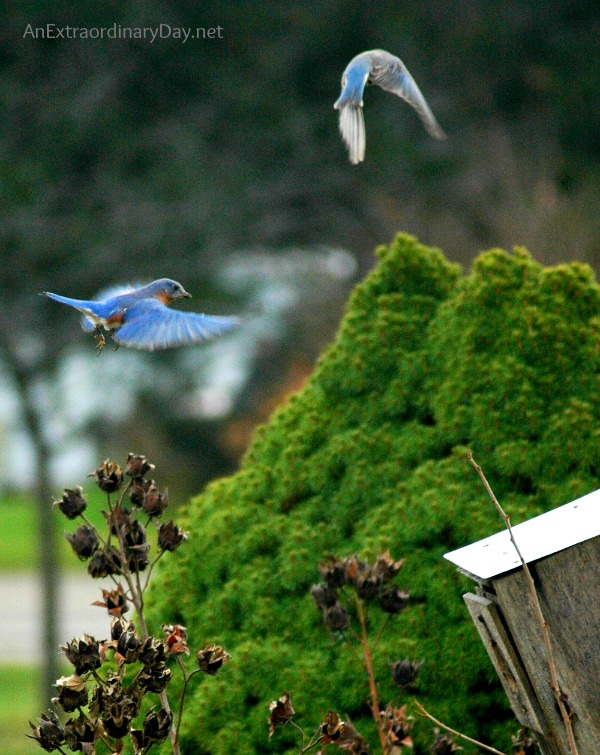#Bluebirds :: Ruffled Feathers :: #Grace :: Philippians 2:3 :: AnExtraordinaryDay.net