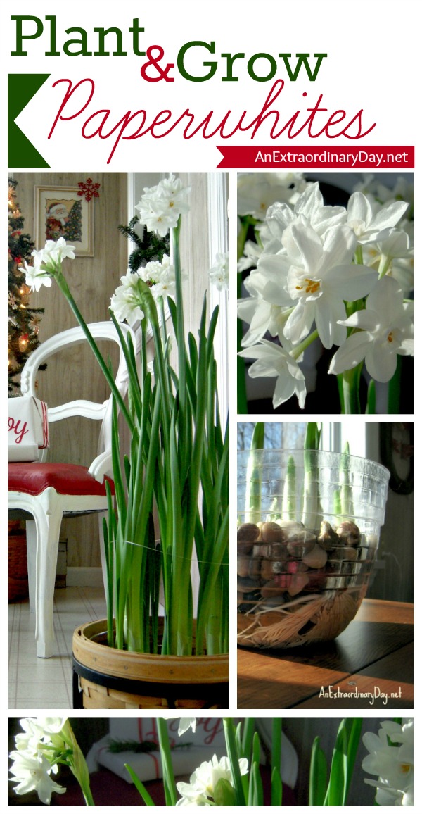 AnExtraordinaryDay.net :: #ForcingPaperwhites #PaperwhitesTutorial :: How to plant and grow Paperwhites ~ Tutorial :: #ChristmasDecor 