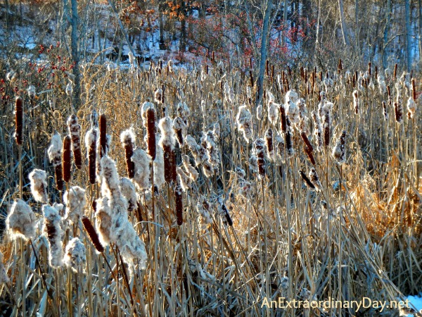 Cattails :: A Gift of Necessity  :: Joy Day! :: AnExtraordinaryDay.net