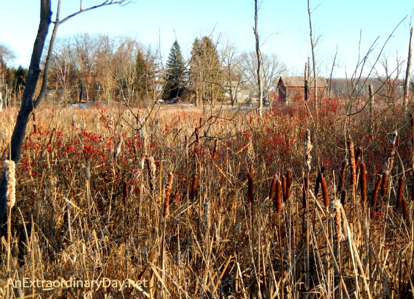 Gift of Necessity :: Joy Day! :: Marsh with Cat Tails and Winterberry :: AnExtraordinaryDay.net