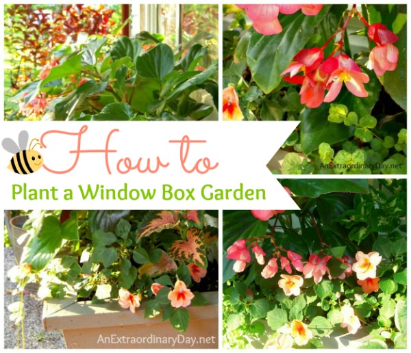 How to Plant a Window Box Garden :: Tips and Tutorial :: AnExtraordinaryDay.net