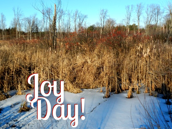 Joy Day! :: Marsh in the Winter :: AnExtraordinaryDay.net