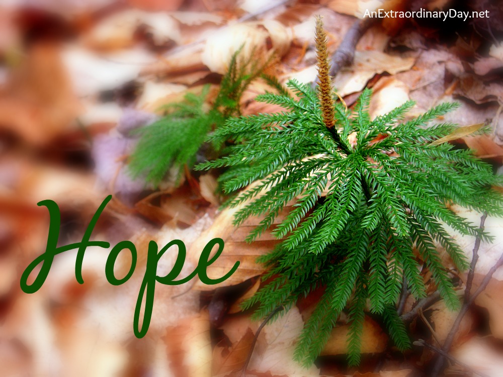 Hope :: Hope will never disappoint us :: AnExtraordinaryDay.net