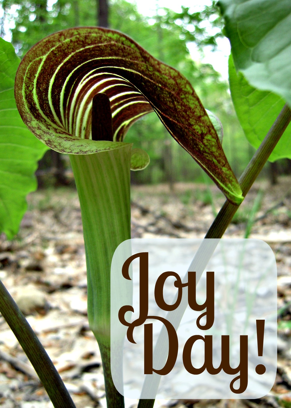 Joy Day! :: Hope :: AnExtraordinaryDay.net