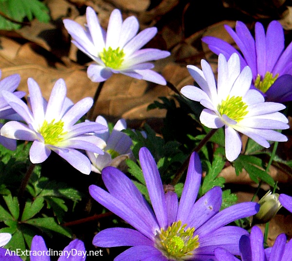 Purple and White Windflowers :: The Promise of Good Times Ahead :: AnExtraordinaryDay.net