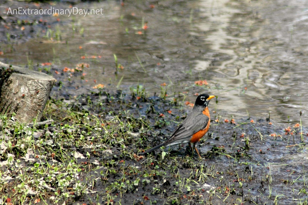 American Robin at a River Bank :: Earth Day Discovery :: AnExtraordinaryDay.net