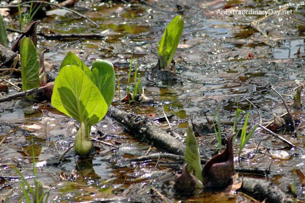 New Growth in the Marsh :: Earth Day Discovery ::  AnExtraordinaryDay.net