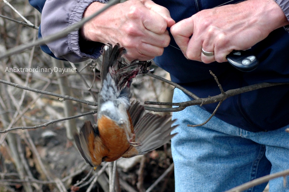 Rescuing a Trapped Robin :: Earth Day Discovery :: AnExtraordinaryDay.net