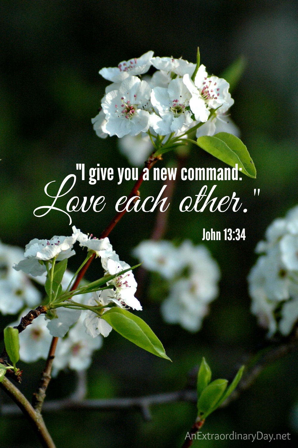 Scripture verse :: John 13:34 :: Love each other :: AnExtraordinaryDay.net