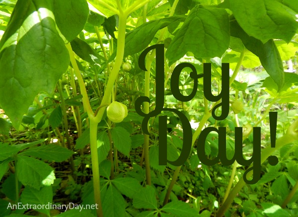 Joy Day! :: The Fragrance of Christ :: AnExtraordinaryDay.net