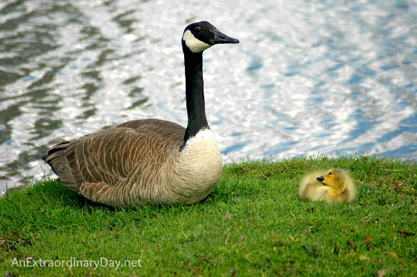 Baby Adoring Mama Goose ::  Playing the Waiting Game :: AnExtraordinaryDay.net