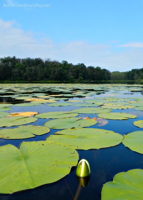 Inspirational about Faith :: AnExtraordinaryDay.net :: Photo of lily pads :: #faith #waterlilies