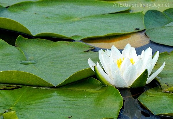 #Waterlily #lilypads #faith