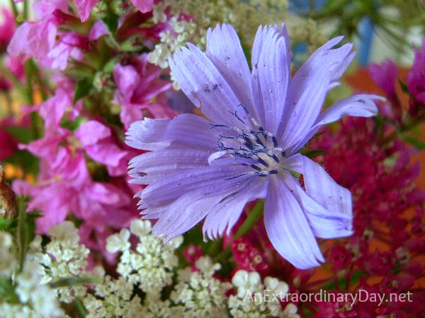 Chicory - Easy Wildflower Bouquet by AnExtraordinaryDay.net
