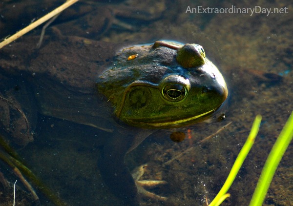 Frog Image :: When Doubts Fill My Mind a Psalm 94 devotional by AnExtraordinaryDay.net