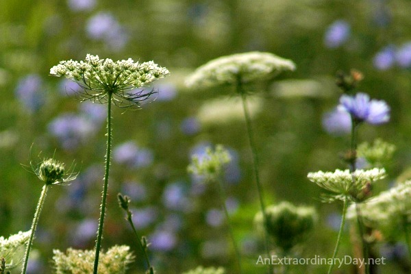 Queen Anne's Lace :: That Moment when Time Touches Eternity :: AnExtraordinaryDay.net