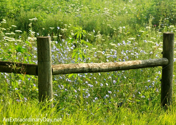 Field of wildflowers :: When time touches eternity :: AnExtraordinaryDay.net