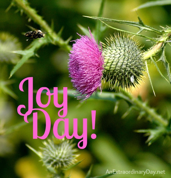 Bee & Thistle ::  Joy Day!  :: AnExtraordinaryDay.net