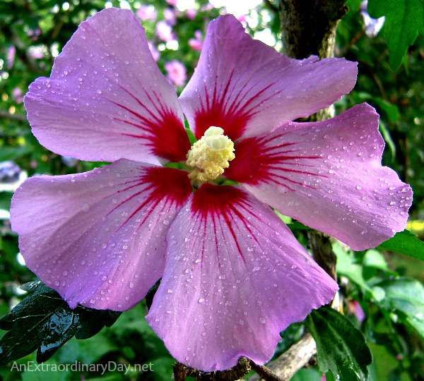 Pink Rose of Sharon :: Devotional~ Why do we praise God? :: AnExtraordinaryDay.net
