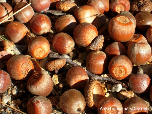 Tips for preparing acorns for crafting and home decor