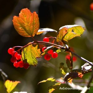 Red berries hanging from a fall tree - Inspiration for Living Well - AnExtraordinaryDay.net