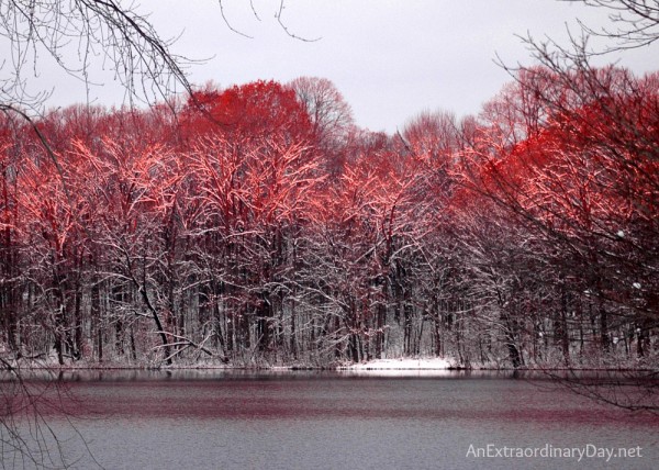 Stunning unrise illuminating the snowy trees in rose; just one more reason to keep thanking God.