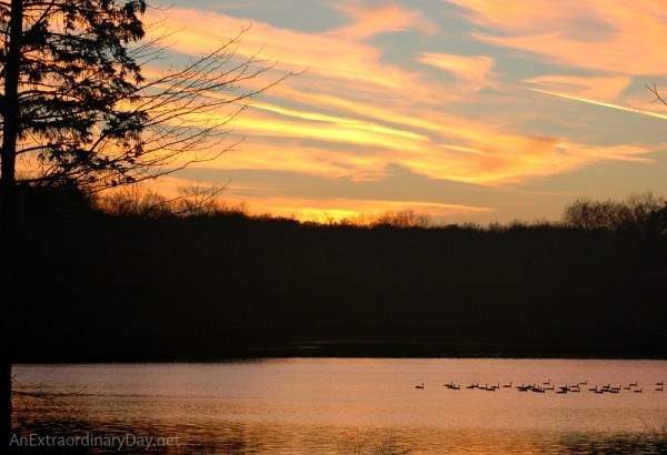 Thank you God for Canada geese on the lake at sunset
