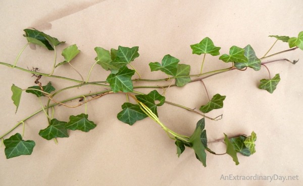 English ivy is a great addition to an evergreen Christmas arrangement. AnExtraordinaryDay.net