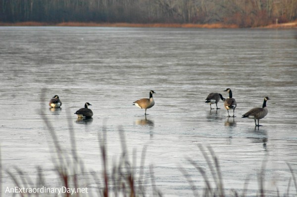 Quiet - Geese sitting on the frozen lake - AnExtraordinaryDay.net