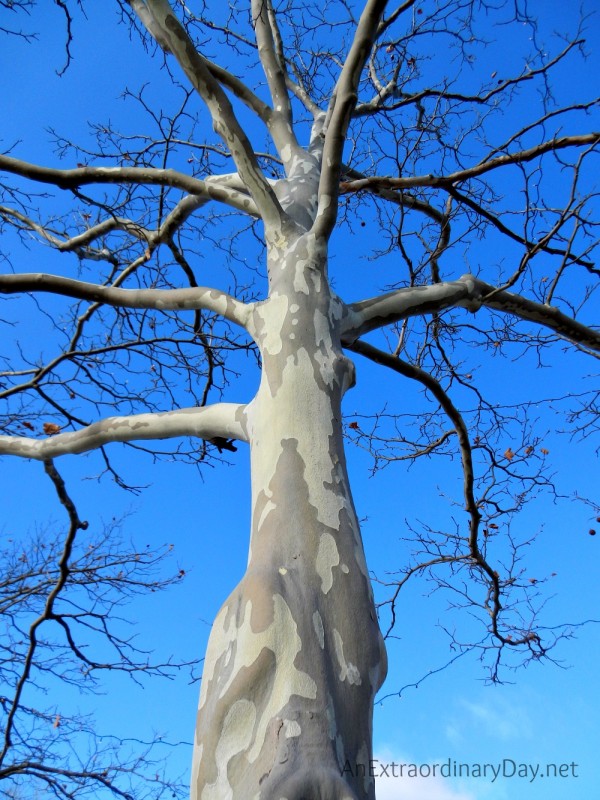 Sycamore tree with beautiful mottled bark - AnExtraordinaryDay.net