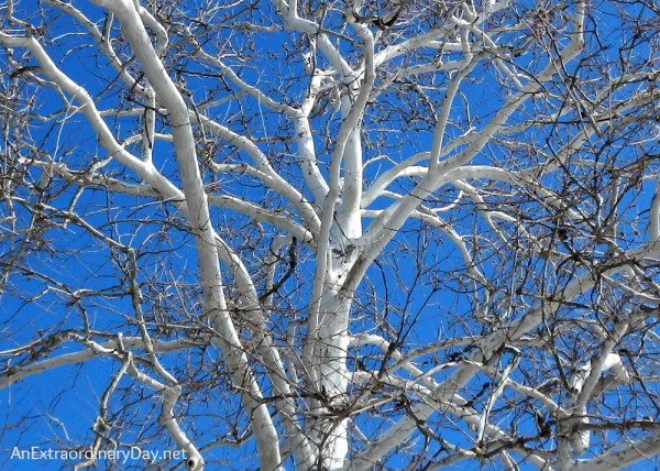 This is perfect love - sycamore in the winter light - AnExtraordinaryDay.net