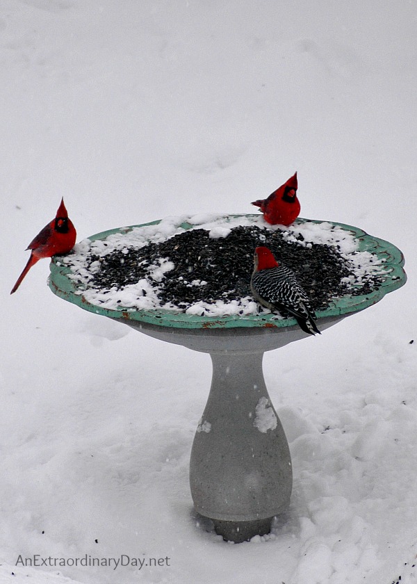 Cardinals and Red Bellied Woodpecker - Thoughts on Observing Lent 