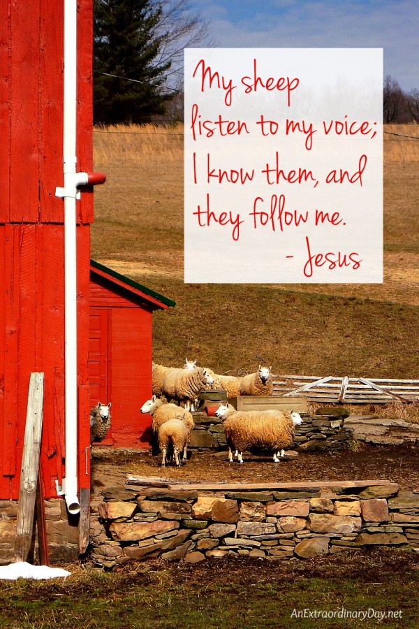 My sheep listen to my voice - scripture graphic at AnExtraordinaryDay.net