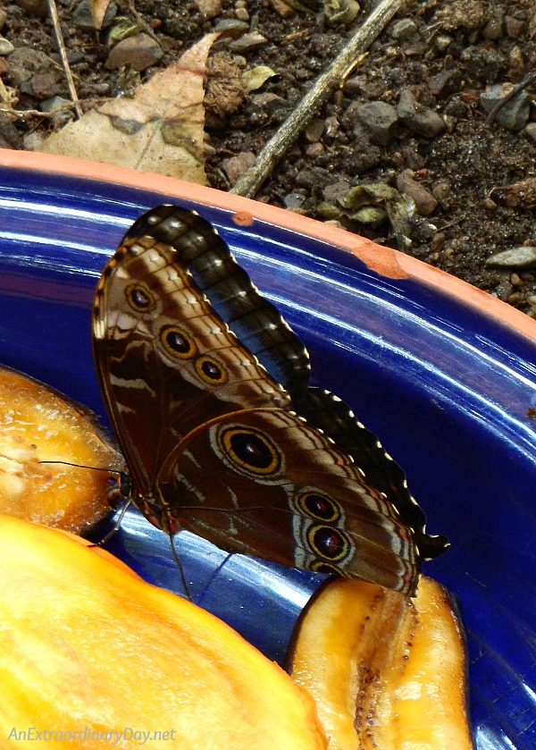 How to glorify God butterfly wings. | Common Morpho