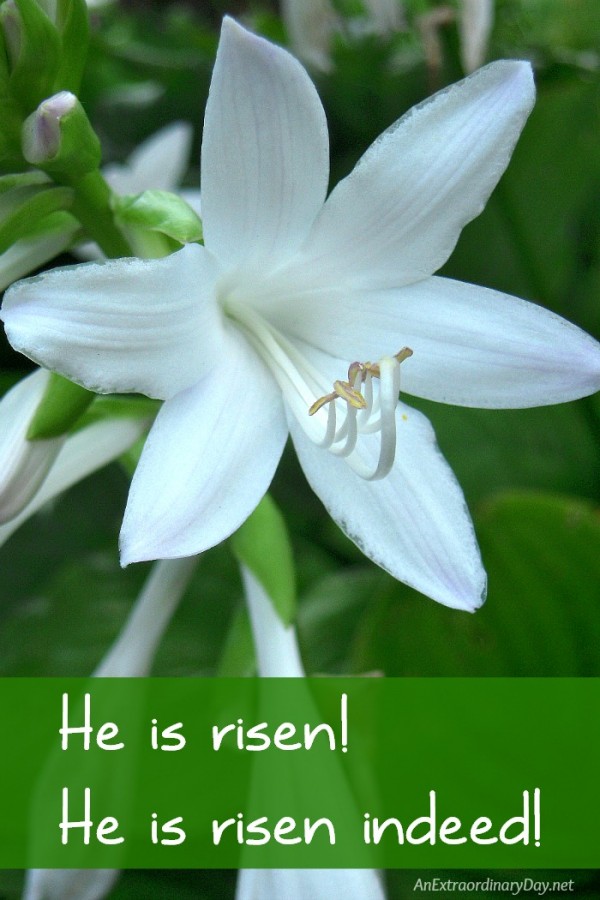 He is risen! Learn why Jesus rising from the deal is a deal breaker.