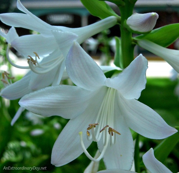 Why Jesus rising from the dead is the deal breaker - White flowers of the Hosta