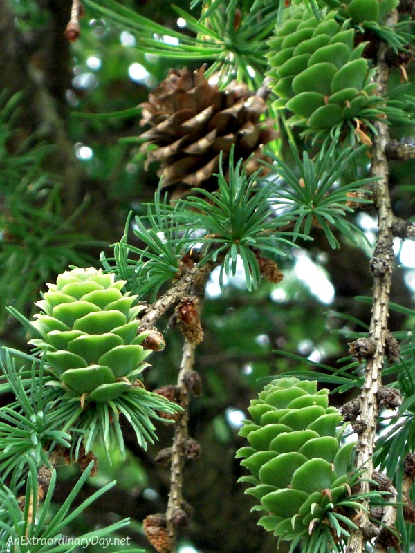 My Summer New Year's Resolution - New Growth Green Pine Cones 