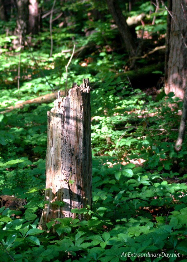 My Summer New Year's Resolution - Tall tree stump in the woods
