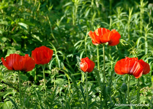 The ONE Thing to Do in Hard Times - Field of Poppies 