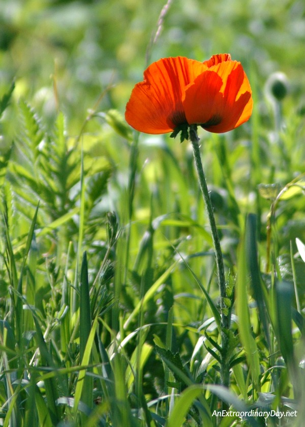  Lone Poppy in the Field - The One Thing to Do Hard Times 