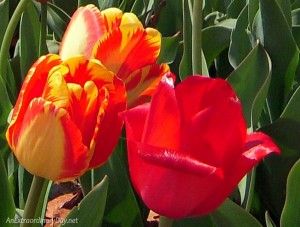 Get Joy When You Turn Truth into Worship - AnExtraordinaryDay.net