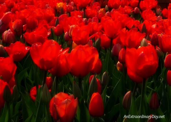 The writers go from truth telling… to worship and praise. - AnExtraordinaryDay.net