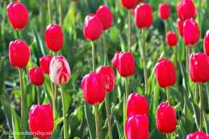 Thanking God for who He is and what He has done for us and will do... and we won't be robbed of joy. - AnExtraordinaryDay.net