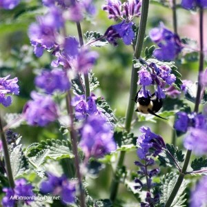 A devotional meditation asking the question, What if we looked to see where our guide, Jesus, is leading us at AnExtraordinaryDay.net