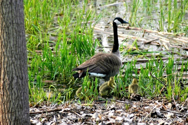 Adult goose and fluffy baby goslings at the riverside - Simple Faith Devotional with Encouraging Scripture Verses - AnExtraordinaryDay.net