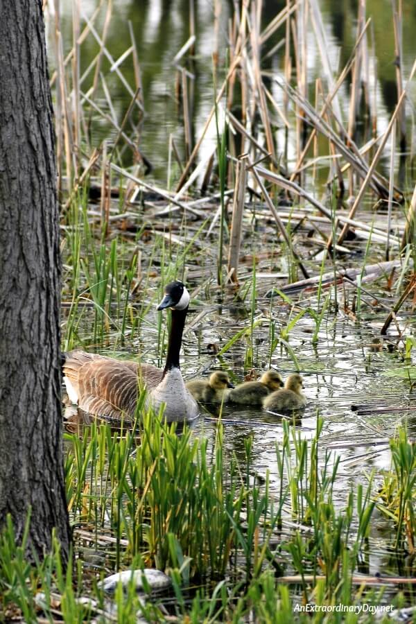 Canada Goose with Goslings - Be encouraged on those days when it feels like God's doesn't care with these scripture verses - AnExtraordinaryDay.net