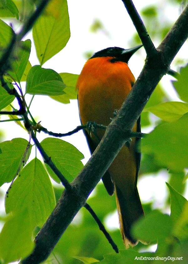 Baltimore Oriole In a week filled with vitriol and gall. Anger and hate. Worry and distress. Will anyone be surprised by an extraordinary love? Devotional meditation at AnExtraordinaryDay.net