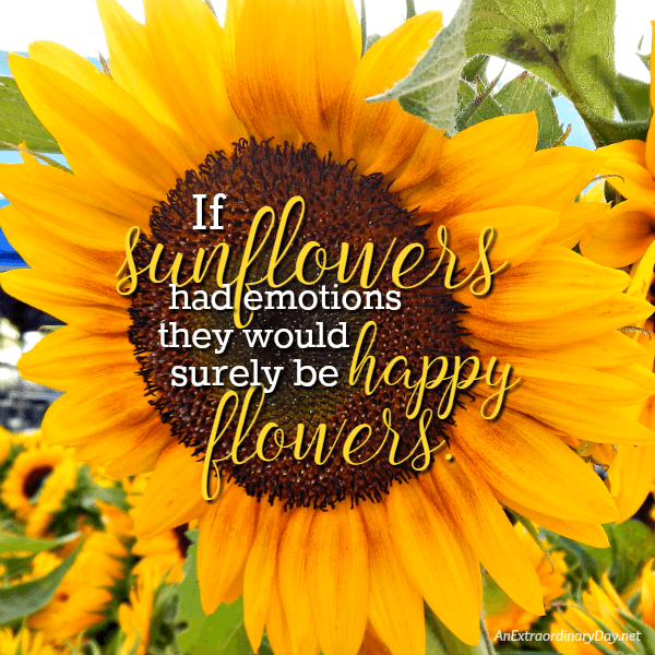 If sunflowers had emotions they would be happy flowers - AnExtraordinaryDay.net