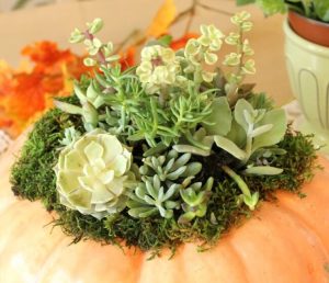 Pumpkin with succulents from craftsalamode featured at Project Inspire{d}